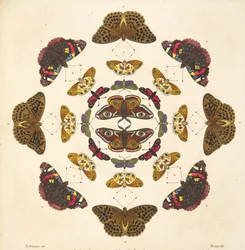 Detail von Tafel VII, aus A Rare Depiction of Butterflies and Moths, veröffentlicht 1764