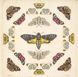 Detail aus Platte XII, aus Eine seltene Darstellung von Schmetterlingen und Motten, veröffentlicht 1764 (handkolorierter Kupferstich)