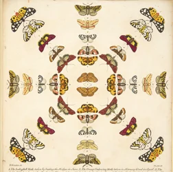 Detail aus Tafel XI, aus Eine seltene Darstellung von Schmetterlingen und Motten, veröffentlicht 1764 (handkolorierte Gravur)