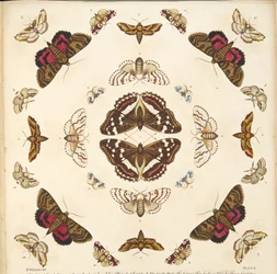 Detail von Tafel X, aus A Rare Depiction of Butterflies and Moths, veröffentlicht 1764