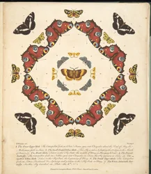 Tafel 1, aus A Rare Depiction of Butterflies and Moths, veröffentlicht 1764