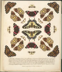 Tafel II, aus A Rare Depiction of Butterflies and Moths, veröffentlicht 1764