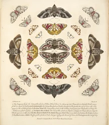 Tafel IV, aus A Rare Depiction of Butterflies and Moths, veröffentlicht 1764