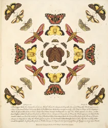 Tafel IX, aus A Rare Depiction of Butterflies and Moths, veröffentlicht 1764