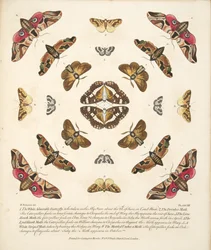 Tafel VIII, aus A Rare Depiction of Butterflies and Moths, veröffentlicht 1764