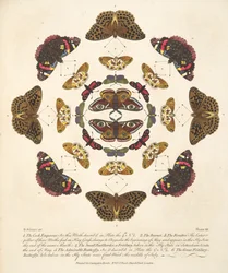 Tafel VII, aus A Rare Depiction of Butterflies and Moths, veröffentlicht 1764