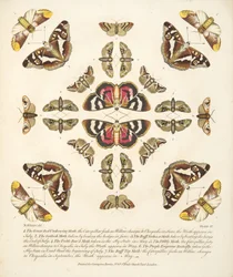 Tafel VI, aus A Rare Depiction of Butterflies and Moths, veröffentlicht 1764