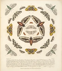 Tafel V, aus A Rare Depiction of Butterflies and Moths, veröffentlicht 1764