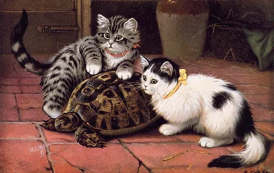 Katzenpostkarte