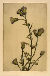 Kanadische Distel
