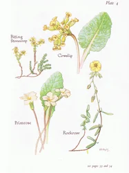 Mauerpfeffer, Schlüsselblume, Sonnenröschen, Primel, 1951