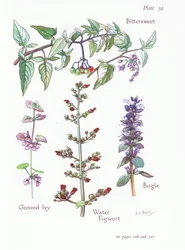 Bittersüß, Gundermann, Günsel, Wasser-Schwertlilie