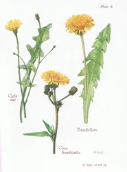 Katzenohr, Löwenzahn, Acker-Gänsedistel, 1951