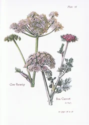 Bärenklau, Meeresmöhre