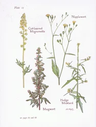 Schlitzblättriger Mignonette, Beifuß, Nippelwurz, Hecken-Senf