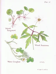 Sumpf-Pfennigkraut, Buschwindröschen, Wasser-Hahnenfuß