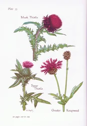 Moschusdistel, Speerdistel, Große Knappe