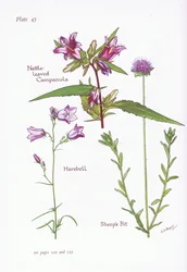 Nesselblättrige Glockenblume, Hasenglöckchen, Schafgarbe