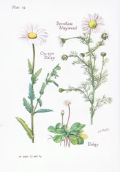 Geruchlose Kamille, Gänseblümchen, Margerite