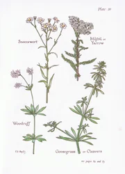 Berufkraut, Schafgarbe, Waldmeister, Klettenlabkraut