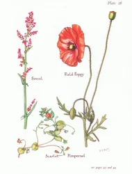 Sauerampfer, Roter Gauchheil, Klatschmohn