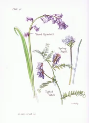 Frühlings-Sternhyazinthe, Waldhyazinthe, Wicken