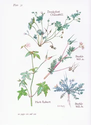 Storchschnabel, Taubenkropf, Storchschnabel, Ruprechtskraut