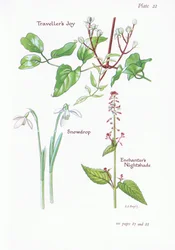 Waldrebe, Hexenkraut, Schneeglöckchen