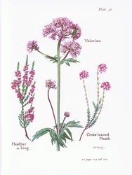 Baldrian, Heidekraut, Kreuzblättrige Heide