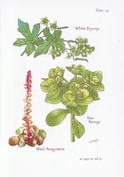 Weiße Zaunrübe, Wolfsmilch, Mauerpfeffer