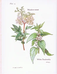 Weiße Taubnessel, Mädesüß