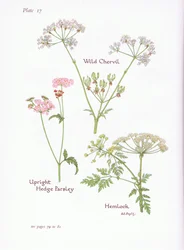 Wilde Möhre, Schierling, Aufrechte Hecken-Kälberkropf