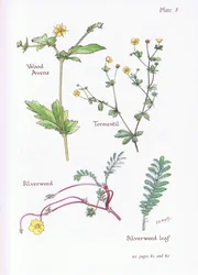 Gewöhnliches Nelkenwurz, Blutwurz, Gänsefingerkraut, 1951