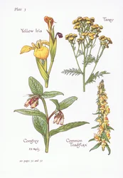 Gelbe Schwertlilie, Rainfarn, Beinwell, Gemeines Leinkraut, 1951
