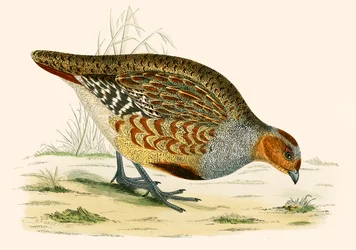 Rebhuhn