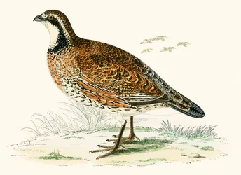 Virginische Rebhuhn