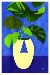 Monstera Blaue Botanische