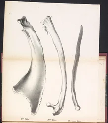 Drei Rippen des Wals, 1827