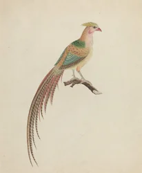Goldfasan (Chrysolophus pictus)