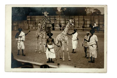 Giraffen und ihre somalischen Betreuer, ca. 1905 (Gelatinesilberdruck)