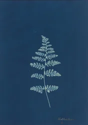 Hothocleana, ca. 1850er Jahre (Foto)