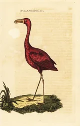 Amerikanischer Flamingo, Phoenicopterus ruber