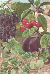 Früchte: Trauben, Kirschen, Pflaumen