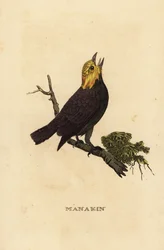 Goldkopf-Manakin, Ceratopipra erythrocephala