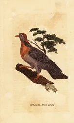 Hohltaube, Columba oenas