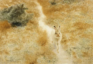 Ein Winterhase in einer Landschaft