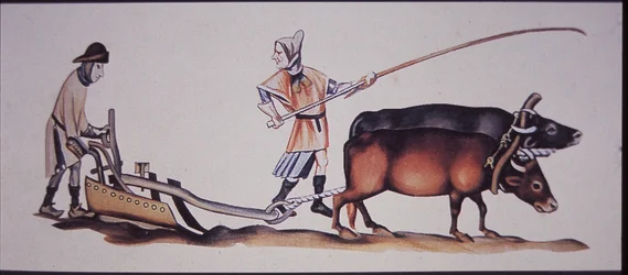 Mittelalterliche Männer pflügen mit Ochsen, aus einer Szene des Luttrell-Psalters
