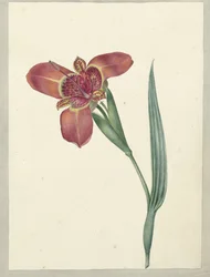 Blume mit dem Namen Ferraria Tigrina