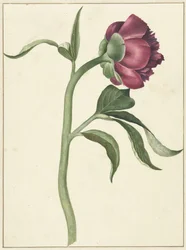 Pfingstrosenblüte
