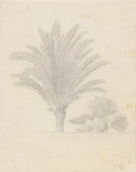 Palmenbaum und Blattgruppe